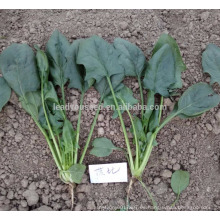 SN01 Bobi madurez media buena enfermedad resistente a la hoja verde oscura semillas de espinaca